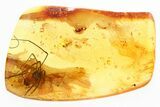 Detailed Fossil Daddy Long-Leg (Phalangidae) in Baltic Amber #307244-1